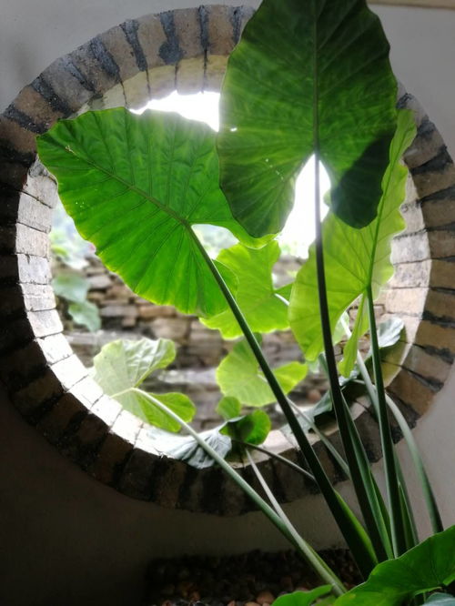 龙血花种子的种植方法