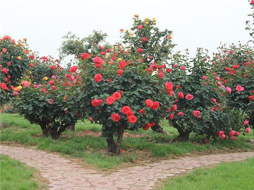 月季基地， 月季家园