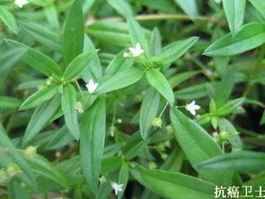 神秘的甜地丁白花之谜