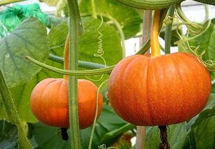 光照充足，水分要足