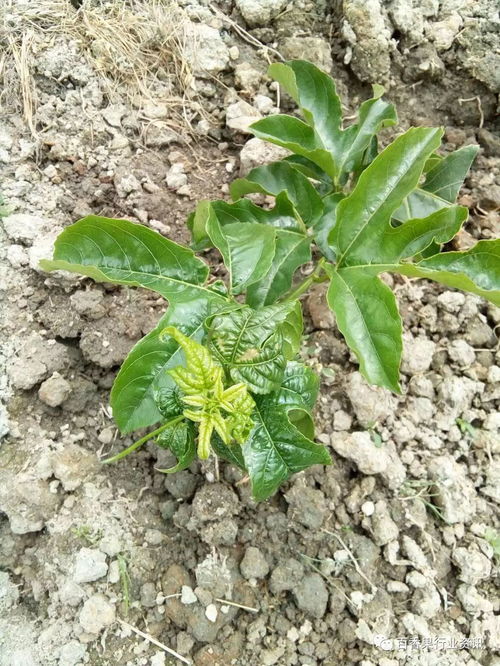 喷药后的注意事项