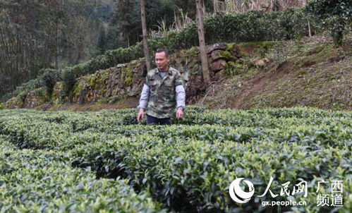 桂花树种植需要注意哪些技术要点？如何确保其健康生长