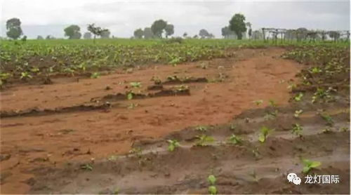 沙化地， 沙打旺来帮忙