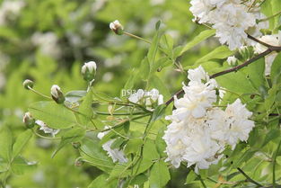 木香花是开什么颜色的花？