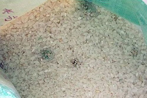 霉玉米是否只发霉的玉米才含有霉菌毒素？