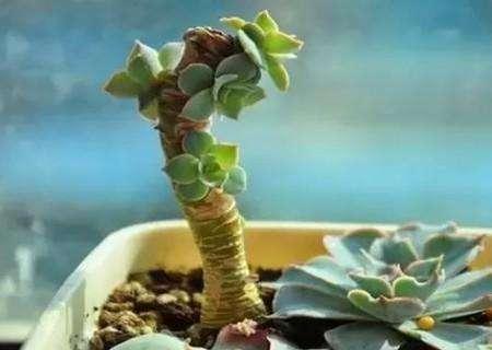 多肉植物伤口如何处理？如何避免感染