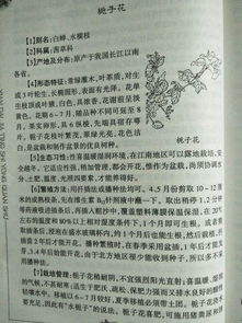 枝子花叶子发黄，是何原因导致