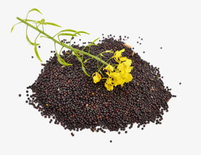 提高油茶籽发芽率的策略