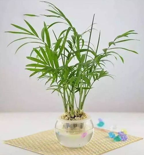 袖珍椰子种子怎么种？如何发芽成小树苗