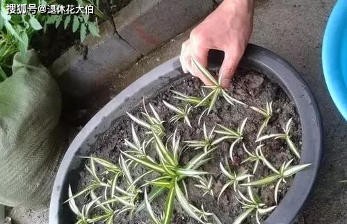 介质和容器的选择， 保证植物健康成长