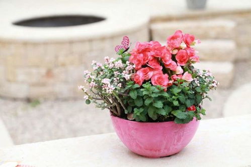 室内植物中哪种花象征着生财之道，能带来意想不到的财运呢
