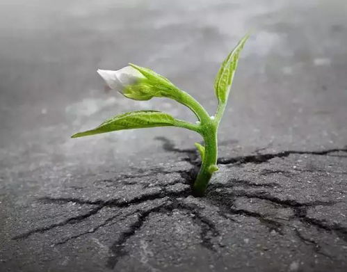 植物人需要多久才能自然离世？如何有效维持其生命体征
