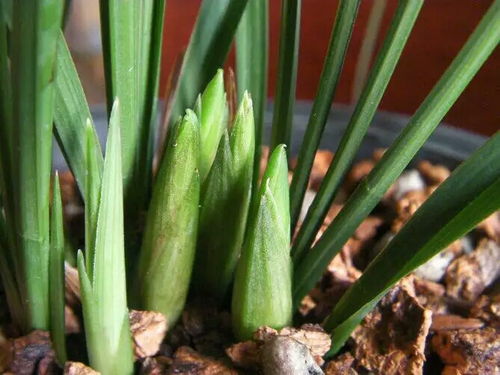 墨兰高效施肥指南：如何促进花芽形成？