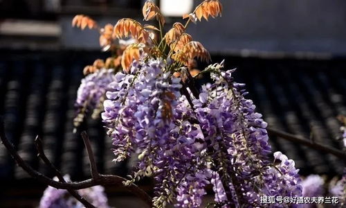 紫藤花成活率：一场惯与生命的坚韧舞曲