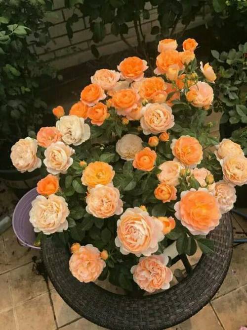 月季花是个啥，你知道吗？