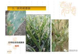 先说说肥料和除草剂的关系