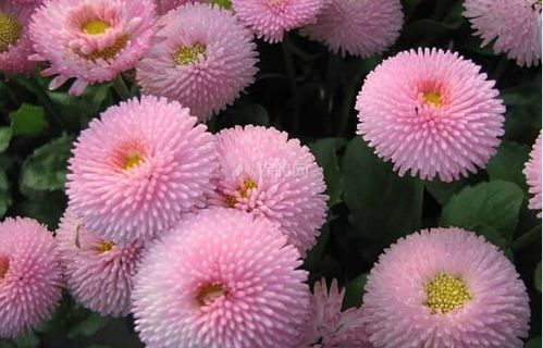 雏菊花语象征纯洁、天真与希望