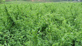 激素泡种，别跟风