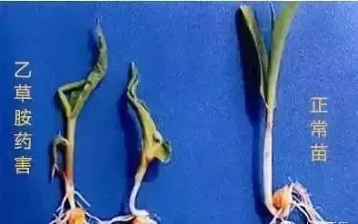 除草剂药害，怎么办？视频教你详细步骤