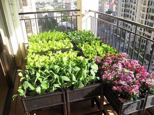 阳台空间小，种些啥蔬菜好咧？