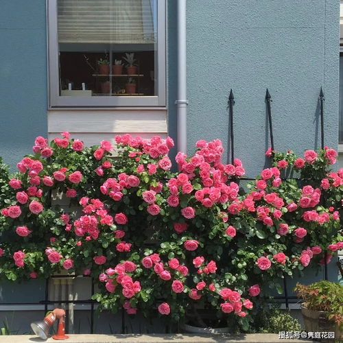 三、 增加光照，让藤本月季开花梗艳丽