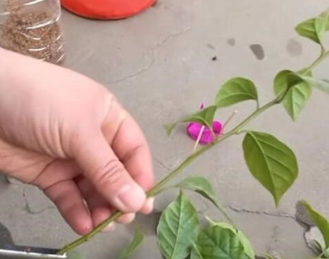 扦插三角梅， 温度要刚刚好