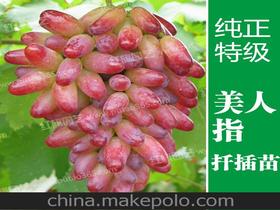 美人指葡萄批发价多少？零售价会是多少呢