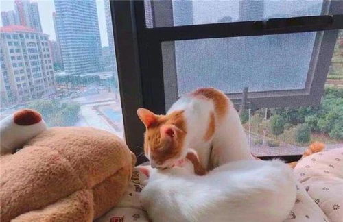 猫咪食盐中毒有多严重？3分钟内如何急救？救猫命技巧！