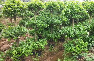 春季繁殖， 成活率高