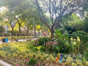 园林花卉搭配， 打造迷人景观