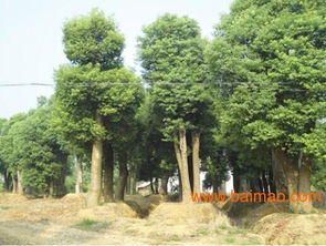 香樟树夏季移栽的注意事项