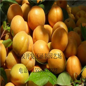 油杏种植的天气影响