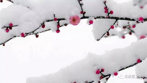 梅花被，如雪似锦