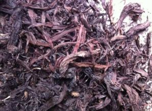 新手五月紫草种植， 如何低成本避免失败率高