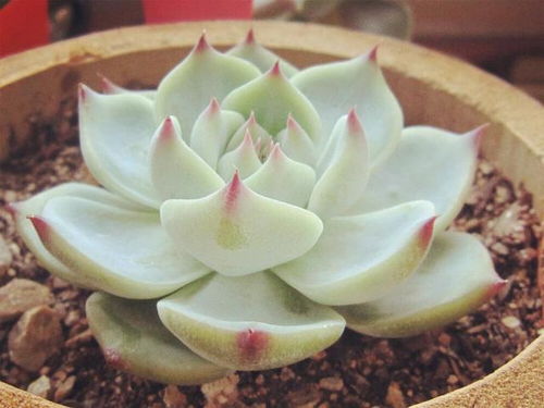 吉娃莲与吉娃娃的区别：植物与宠物的差异