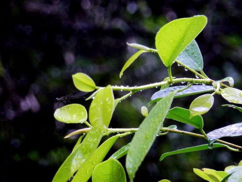 广东地被植物如何选
