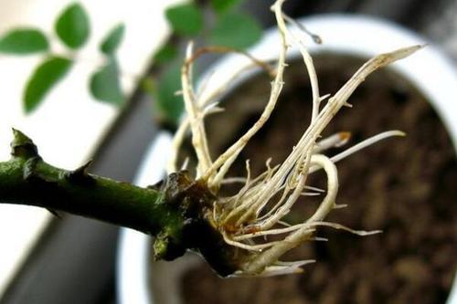 玫瑰花种子不发芽？手把手教你催芽技巧