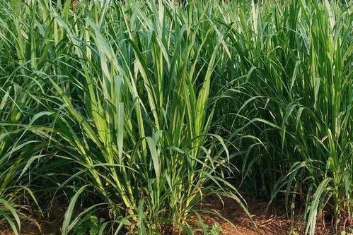 种子数量的秘密