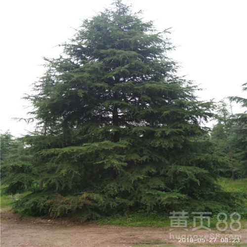 云南雪松价格揭秘