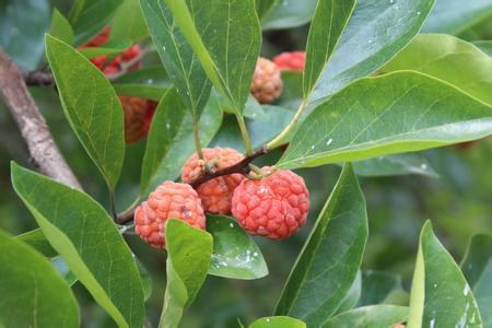 广西：梅花生长的温暖家园