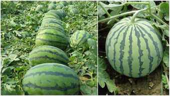 淘宝， 一个神奇的购物天堂