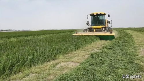 沙土需要改良吗？