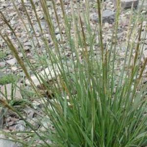 马路中间的秘密：假俭草的神奇