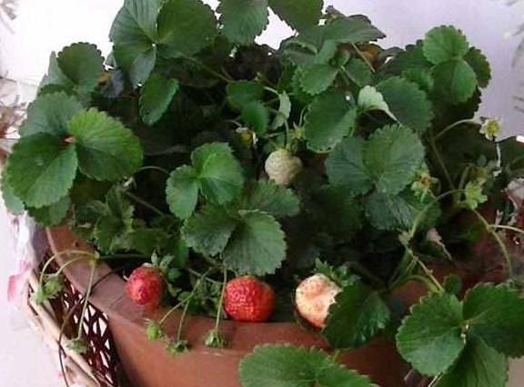 马约兰种子的播种小秘密