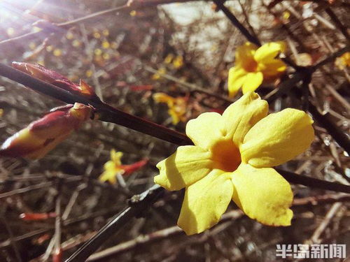 迎春花，那金黄的使者