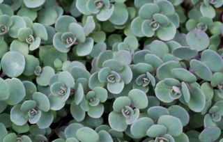 景天：夏末秋初的美丽