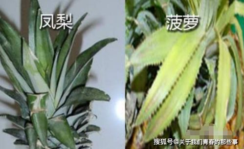 菠萝凤梨怎么区分？教你一招