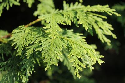 侧柏叶与柏叶有何区别？从植物学角度探讨两者定义及背景
