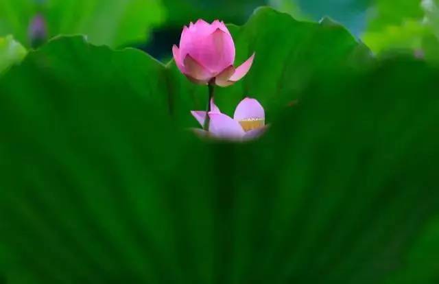 荷花的理想水深