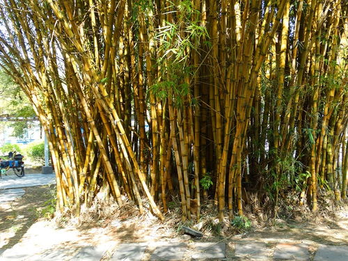 黄金竹的多重作用